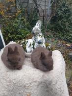 Jonge kleurdwerg bruin, Dieren en Toebehoren, Konijnen, Vrouwelijk, Dwerg, 0 tot 2 jaar