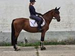 Mooie pony te koop, Dieren en Toebehoren, Pony's, Merrie, B, Springpony, D pony (1.37m tot 1.48m)