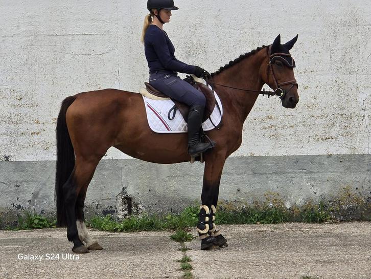 Mooie pony te koop, Dieren en Toebehoren, Pony's, Merrie, B, D pony (1.37m tot 1.48m), Springpony, 7 tot 10 jaar, Gechipt, Ontwormd