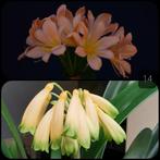 Clivia plantje kruising Pink Peach Bonny x Gardinii Yellow, Volledige schaduw, Overige soorten, Ophalen of Verzenden, Minder dan 100 cm