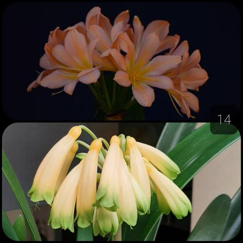 Clivia plantje kruising Pink Peach Bonny x Gardinii Yellow, Huis en Inrichting, Kamerplanten, Overige soorten, Minder dan 100 cm