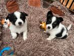 Prachtige Kees x Chihuahua pups, Overige rassen, CDV (hondenziekte), 8 tot 15 weken, Meerdere dieren