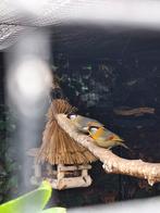 Zilveroor nachtegalen., Meerdere dieren, Geringd