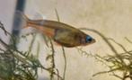 Daisy rijstvisje oryzias woworae (trio), Dieren en Toebehoren, Vissen | Aquariumvissen, Vis, Zoetwatervis