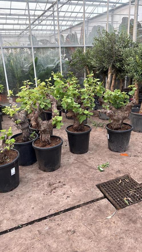 Oude druiven mega dikke stammen, Tuin en Terras, Planten | Bomen, Volle zon, Zomer, Ophalen