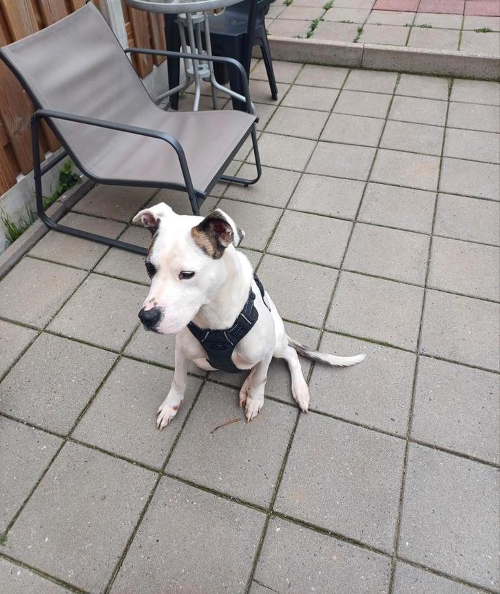 Hond zoekt gouden mandje, Dieren en Toebehoren, Honden | Niet-rashonden, Middel, Teef, Particulier, Eén hond, Nederland, 1 tot 2 jaar