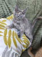 Maine coon kitten poes gesteriliseerd met stamboom, Dieren en Toebehoren, Katten en Kittens | Raskatten | Langhaar, Poes, Gechipt
