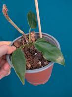 Philodendron Red Emerald, Huis en Inrichting, Kamerplanten, Ophalen of Verzenden, Overige soorten, Minder dan 100 cm