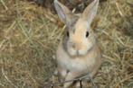 Raskonijnen middelgroot | Verschillende soorten | Advies, Dieren en Toebehoren, Meerdere dieren, Dwerg, Hangoor, 0 tot 2 jaar