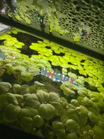 Drijf planten Amazone kikkerbeet, Dieren en Toebehoren, Vissen | Aquaria en Toebehoren, Ophalen, Zo goed als nieuw, Plant(en), Steen of Hout