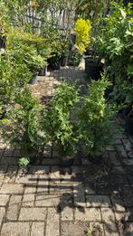 Coniferen hoog 70 cm  tuya plicata mooi gelijk 3,95  3/4 pm, Tuin en Terras, Planten | Struiken en Hagen, Ophalen, Conifeer, Haag
