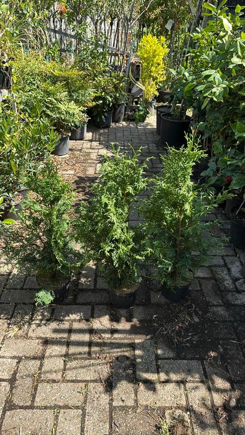 Coniferen hoog 70 cm  tuya plicata mooi gelijk 3,95  3/4 pm, Tuin en Terras, Planten | Struiken en Hagen, Haag, Conifeer, Minder dan 100 cm