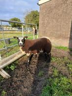 Mooie jonge bonte ram, Dieren en Toebehoren, Schapen, Geiten en Varkens, Mannelijk, Schaap