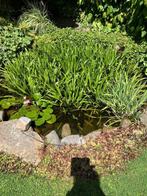 vijverplant, Tuin en Terras, Vijvers, Ophalen, Gebruikt