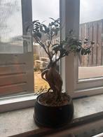 Mooie Binnen Bonsai, Ophalen, Halfschaduw, In pot, Minder dan 100 cm