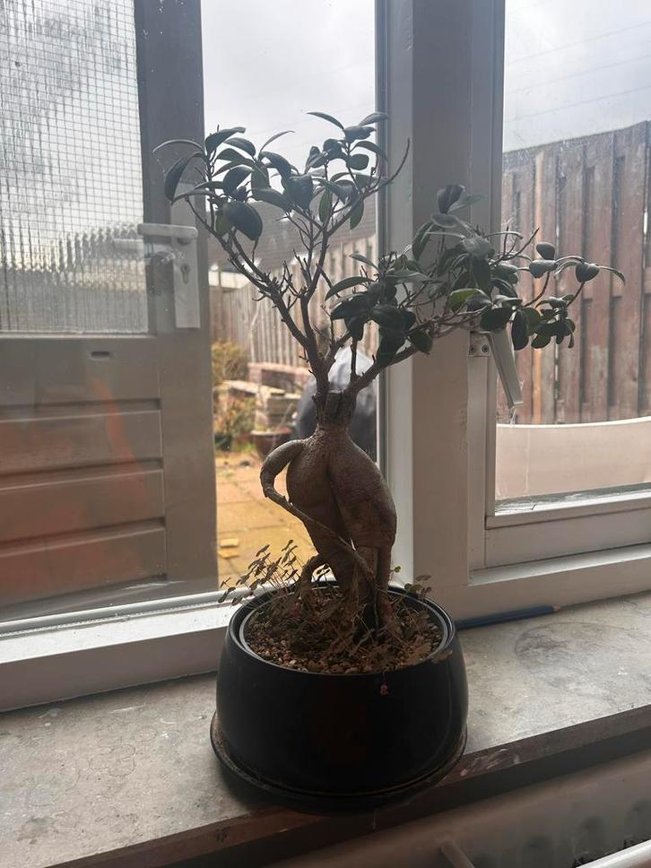 Mooie Binnen Bonsai, Huis en Inrichting, Kamerplanten, Bonsai, Minder dan 100 cm, Groene kamerplant, Halfschaduw, In pot, Ophalen