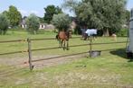 Pensionstalling Beek/Loerbeek, 1 paard of pony, Weidegang