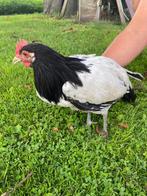 Lakenvelder duo, haan met hen, Meerdere dieren, Kip