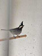 Boliviaanse bergkardinaal man van 2023 uit buitenvoliere, Dieren en Toebehoren, Vogels | Overige Vogels, Mannelijk, Geringd