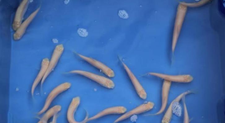 Albino Graskarper - Graskarpers - ca 12 / 15 cm - Koidream, Dieren en Toebehoren, Vissen | Vijvervissen, Karper of Koi