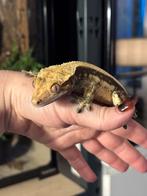 Wimpergekko PET ONLY, Hagedis