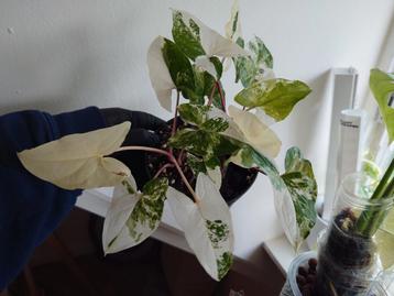 Syngonium Albo beschikbaar voor biedingen