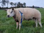 Dekram, texelaar stamboek, Dieren en Toebehoren, Schapen, Geiten en Varkens, Mannelijk, Schaap, 0 tot 2 jaar
