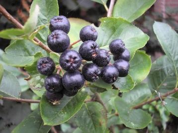 Appelbes beschikbaar voor biedingen