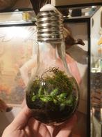 kleine flessentuin., Huis en Inrichting, Woonaccessoires | Stolpen, Ophalen, Nieuw