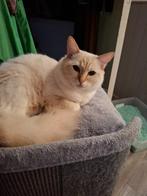 Herplaats poes Cinnamon tabby point met stamboom, Dieren en Toebehoren, Katten en Kittens | Raskatten | Langhaar, Poes, Gechipt