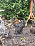 Prachtig mooie Haan, Dieren en Toebehoren, Pluimvee, Mannelijk, Kip