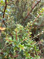 Podocarpus struik, Vaste plant, Bloeit niet, Halfschaduw, Ophalen