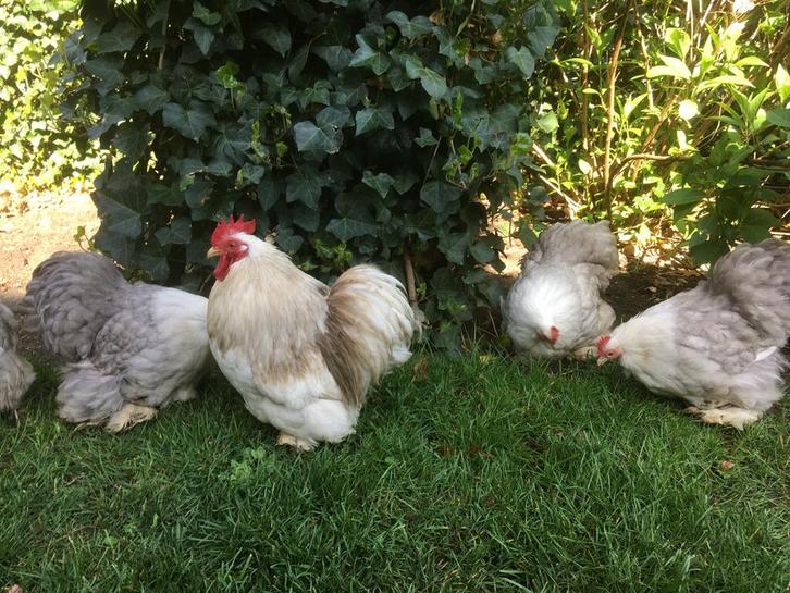 Broedeieren Cochin kriel kleur bobtail., Dieren en Toebehoren, Pluimvee, Kip, Geslacht onbekend