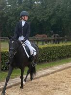 Zorgzame Allrounder merrie Negra  9 jaar oud, Dieren en Toebehoren, Paarden, Merrie, Minder dan 160 cm, B, Dressuurpaard