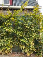 Groene Beukenhaag (Fagus sylvatica) - 10m, Tuin en Terras, Ophalen, Beukenhaag, Haag, 100 tot 250 cm