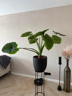 Alocasia (olifantsoor) incl pot, Ophalen, Overige soorten, Minder dan 100 cm