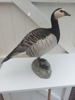 Prachtige opgezette Canadese gans, Ophalen of Verzenden, Nieuw, Vogel, Opgezet dier
