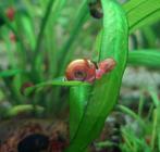 Rode en bruin gevlekte posthoornslakken, Dieren en Toebehoren, Slak of Weekdier, Zoetwatervis