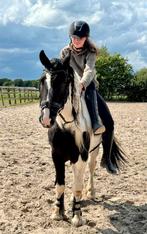 Leuke E pony, Dieren en Toebehoren, Pony's, E pony (1.48m - 1.57m), B, Ruin, 3 tot 6 jaar