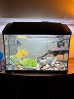 Guppen te koop 0,30 per stuk, minimaal 10 stuks., Dieren en Toebehoren, Vissen | Aquariumvissen, Vis, Zoetwatervis
