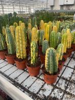 Cactus Tricocereus Pachanoi (San Pedro)Bare rooted Variegata, Minder dan 100 cm, Bloeiende kamerplant, Halfschaduw, Ophalen of Verzenden