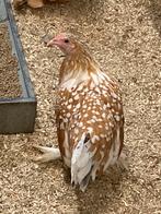 Sabelpoot kriel, Dieren en Toebehoren