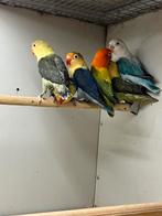 Agapornis Opaline Euwing, Dieren en Toebehoren, Vogels | Parkieten en Papegaaien, Meerdere dieren, Dwergpapegaai of Agapornis