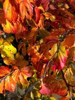 Parrotia persica, meerstammig, 140-150 cm NU € 36,50, Ophalen, Winter, Halfschaduw, Overige soorten