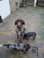 9 weken oude draadhaar (reu)  met paspoort, Dieren en Toebehoren, Duitse Staande hond, Rabiës (hondsdolheid), Reu, 8 tot 15 weken