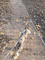 Welsh Corgi Merle Teef Bruin/Blauwe ogen, Dieren en Toebehoren, Overige rassen, Teef, Eén hond, 3 tot 5 jaar