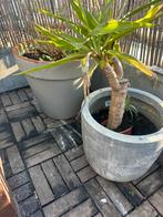 Planten potten en olijfboom, Tuin en Terras, Ophalen, Zo goed als nieuw, Rond, Kunststof