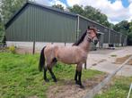 D pony voor gevorderde ruiter 155 ruin, Dieren en Toebehoren, Ruin, Minder dan 160 cm, Recreatiepaard, 3 tot 6 jaar
