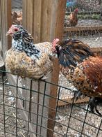 Ukkelse baardkrielen, Dieren en Toebehoren, Pluimvee, Meerdere dieren, Kip