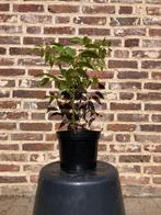 Toona sinensis Flamingo Chinese mahonie Uiensoepboom, Ophalen of Verzenden, In pot, Volle zon, Overige soorten